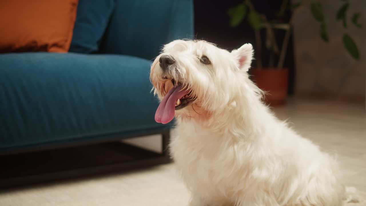 A white West Highland White Terrier dog panting in a living room