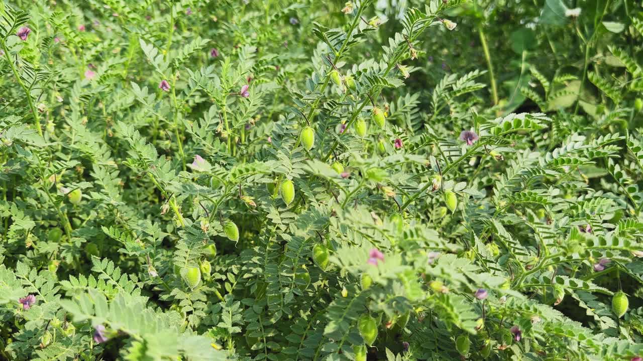 Slow tracking view of chickpea or chana plants with green seed pods and pink flowers growing in sunlight, agricultural field showing healthy pulse crop natural landscape