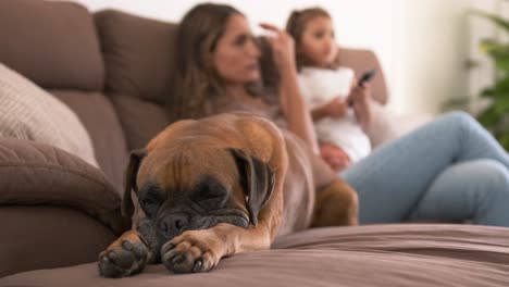boxer dog relaxing by mother and girl watching tv at home