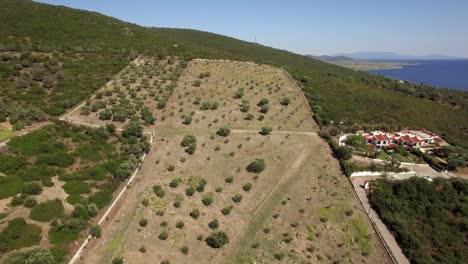 Flying-over-olive-green-garden-and-green-hills-Greece