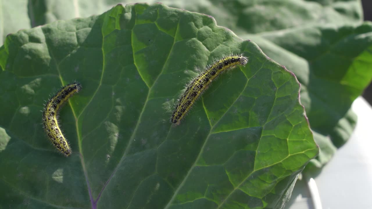 고추 잎에 있는 애벌레