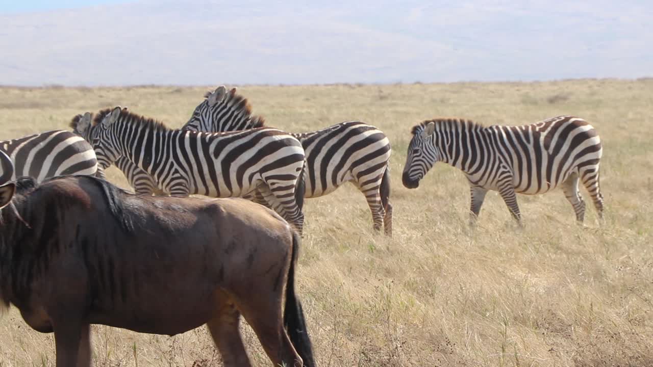Una clip di una mandria di gnu (Connochaetes taurinus) che passa accanto a zebre (Equus Quagga, precedentemente zebra di Burchell o Equus burchelli) nel cratere di Ngorongoro, Tanzania