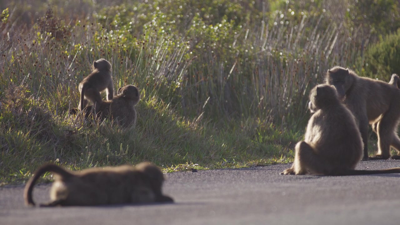 Baboon monkey family interacting by road in South Africa, ground view