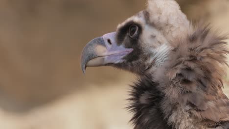 el buitre cinereo (aegypius monachus) es un gran pájaro raptor que se distribuye en gran parte de la eurasia templada. también se le conoce como el buitre negro, monje o buitre negro eurasiático.