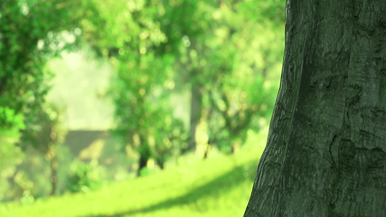 Sunlight filters through lush greenery in a serene forest landscape