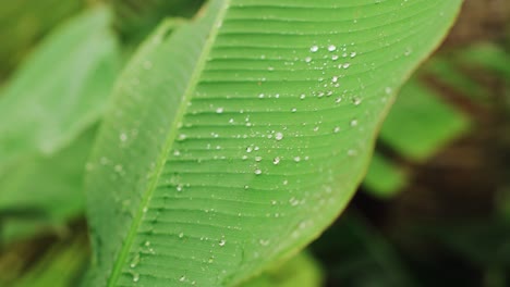 huge tropical plants leaf rain