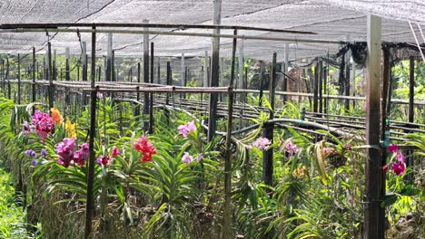 a tranquil walkthrough of a colorful orchid nursery under soft lighting, showcasing diverse orchid varieties in a structured greenhouse setting