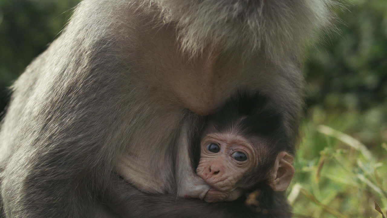 Mother monkey holding baby, slow motion in jungle, Indonesia