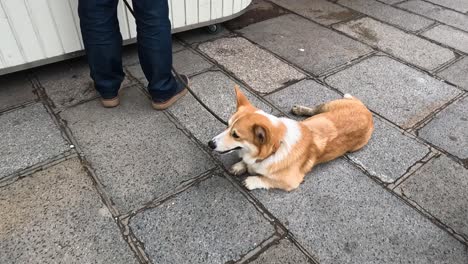 perro corgi involucrado con varios peatones en un entorno urbano