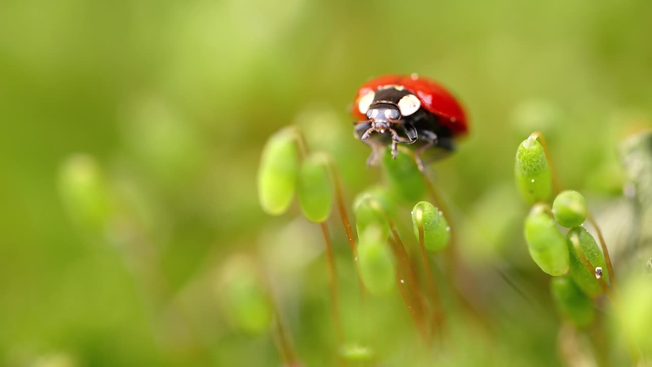 Close-up wildlife of a ladybug in the green grass in the forest