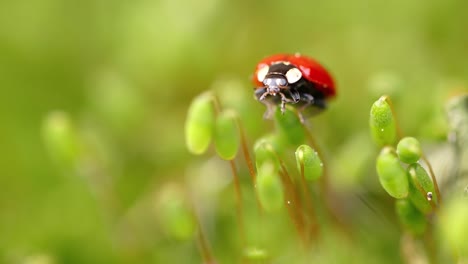 close-up de la vida silvestre de una mariquita en la hierba verde en el bosque