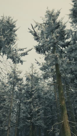 frozen winter forest