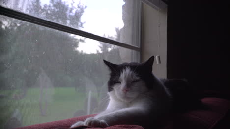 Eine-Katze-Döst-Neben-Einem-Fenster-Ein