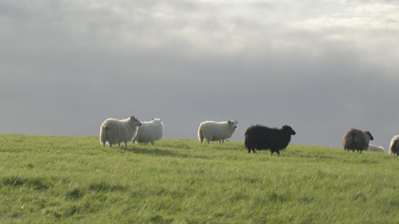 ovejas pastando en un exuberante prado islandés bajo cielos nublados
