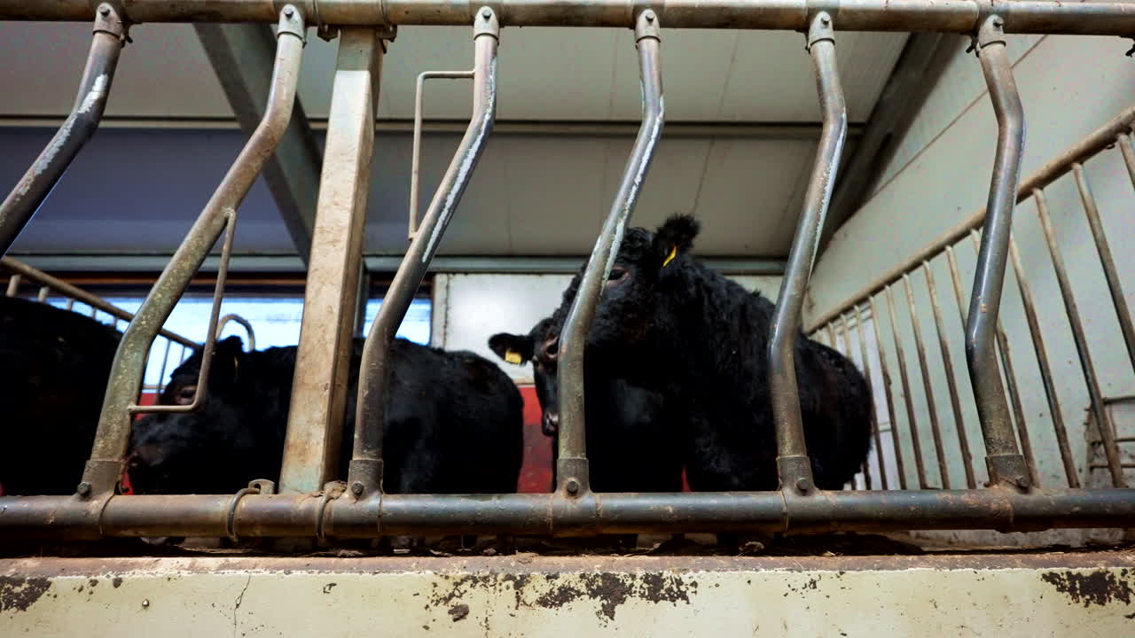 Angus beef cattle herd, metal dividing feeding management system