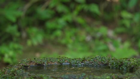 a-beautiful-Blue-eared-kingfisher-bird-has-repeatedly-tried-to-catch-fish-in-the-water-but-has-not-succeeded-in-finding-its-prey