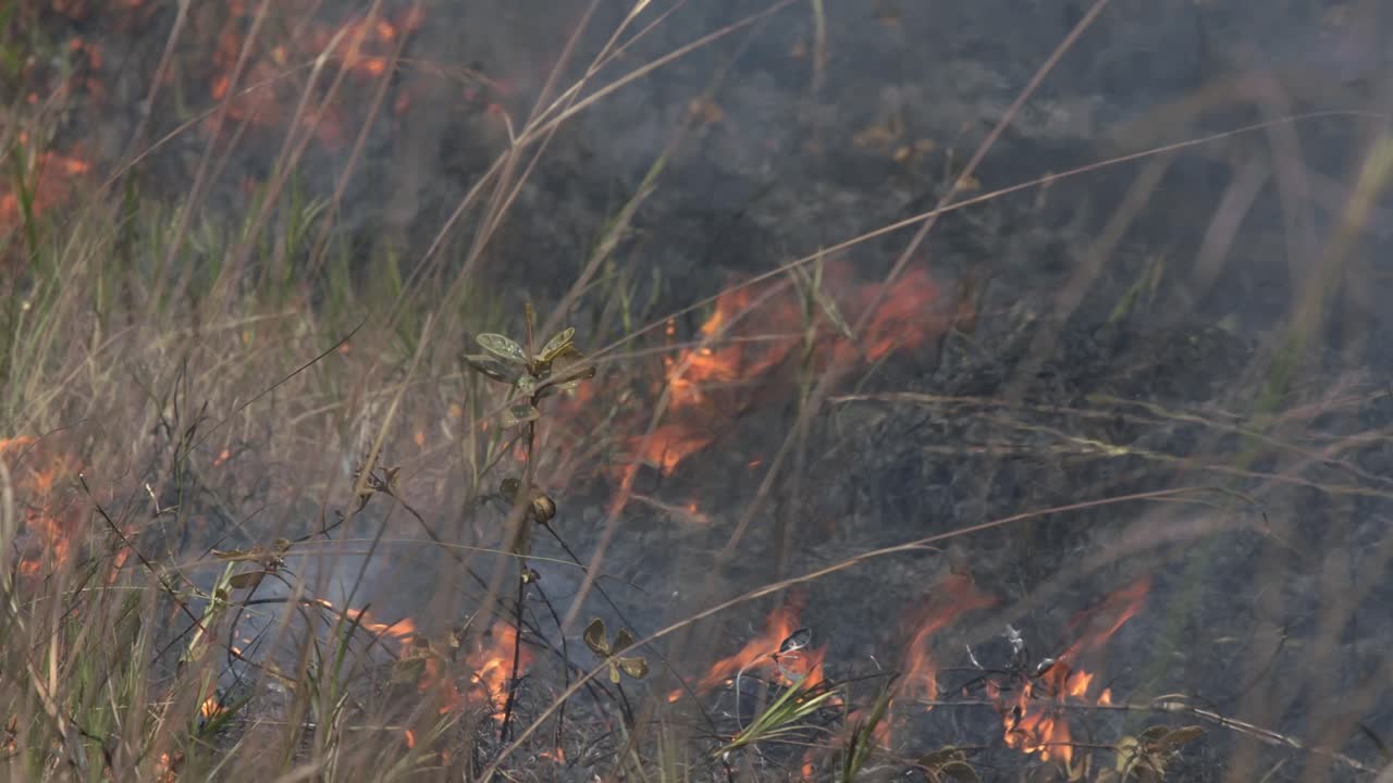 Incendi di sterpaglie nella foresta pluviale amazzonica causati dalla deforestazione - isolati.