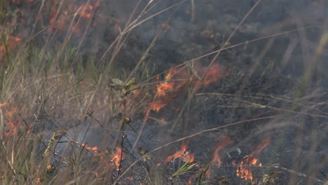 brush fires in the amazon rainforest caused by deforestation - isolated