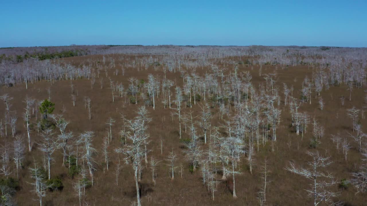 Aerial 4K UHD drone footage flying over Big Pine State Park close to Everglades City in Florida with bare trees in the endless swamps amongst the grass and invisible Everglades rivers with blue sky