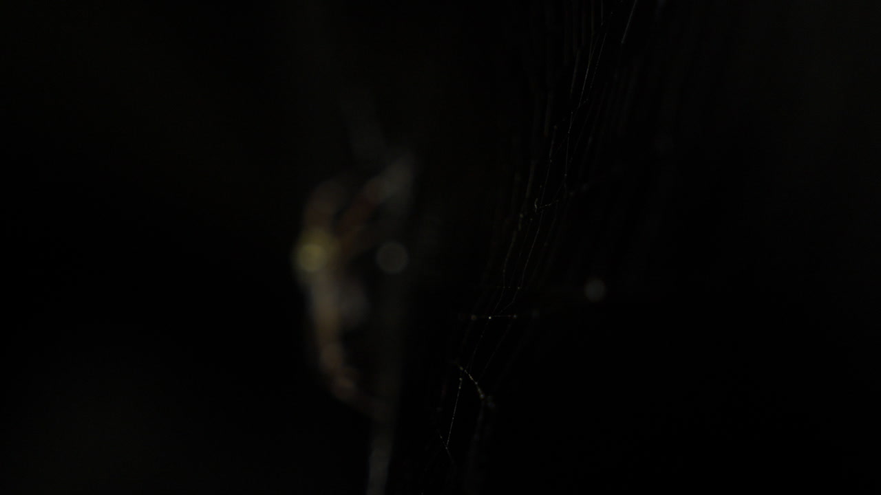 먹이를 기다리는 무서운 정원 거미