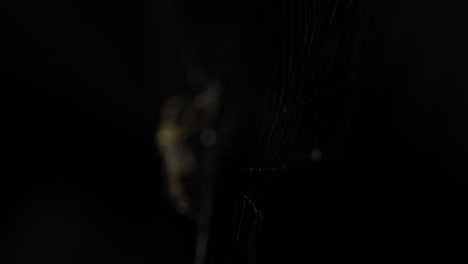una araña de jardín de aspecto aterrador esperando para alimentarse