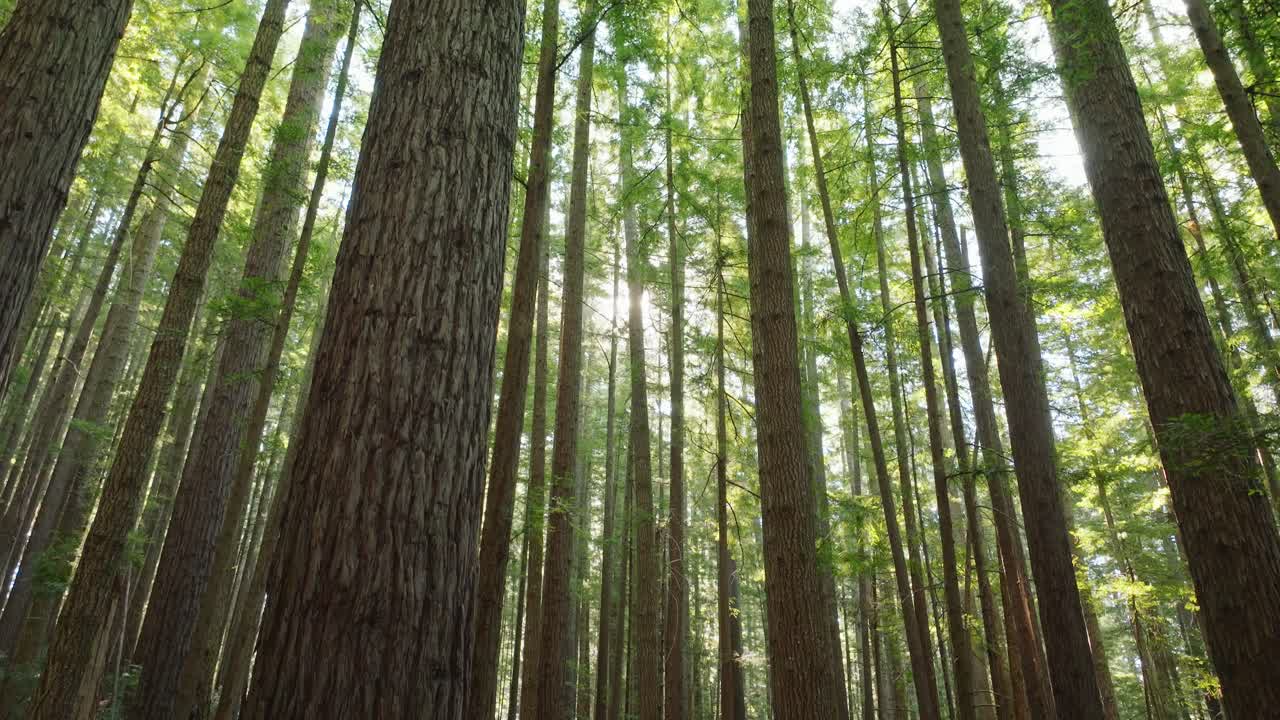 Drone ascends slowly, panning to canopy in California redwood forest