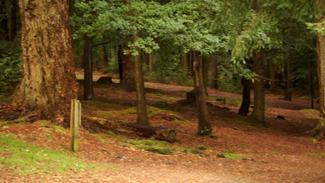 panning shot of trees in a new forest on a slight incline hill