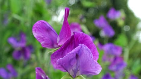 lathyrus odoratus capitán del guisante dulce azul ambientado en un jardín inglés