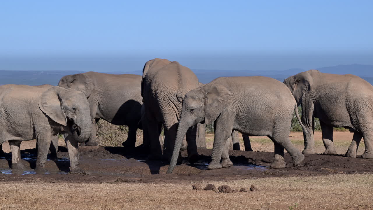 Kawanan gajah Afrika menunjukkan dominasi di lubang air