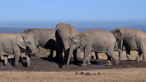 African-elephant---herd-showing-dominance-at-a-waterhole