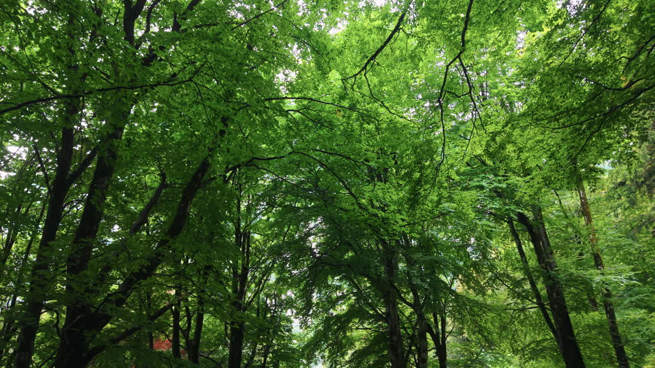 Forward-moving ground view of lush green treetops with sunlight filtering through in a Swiss forest