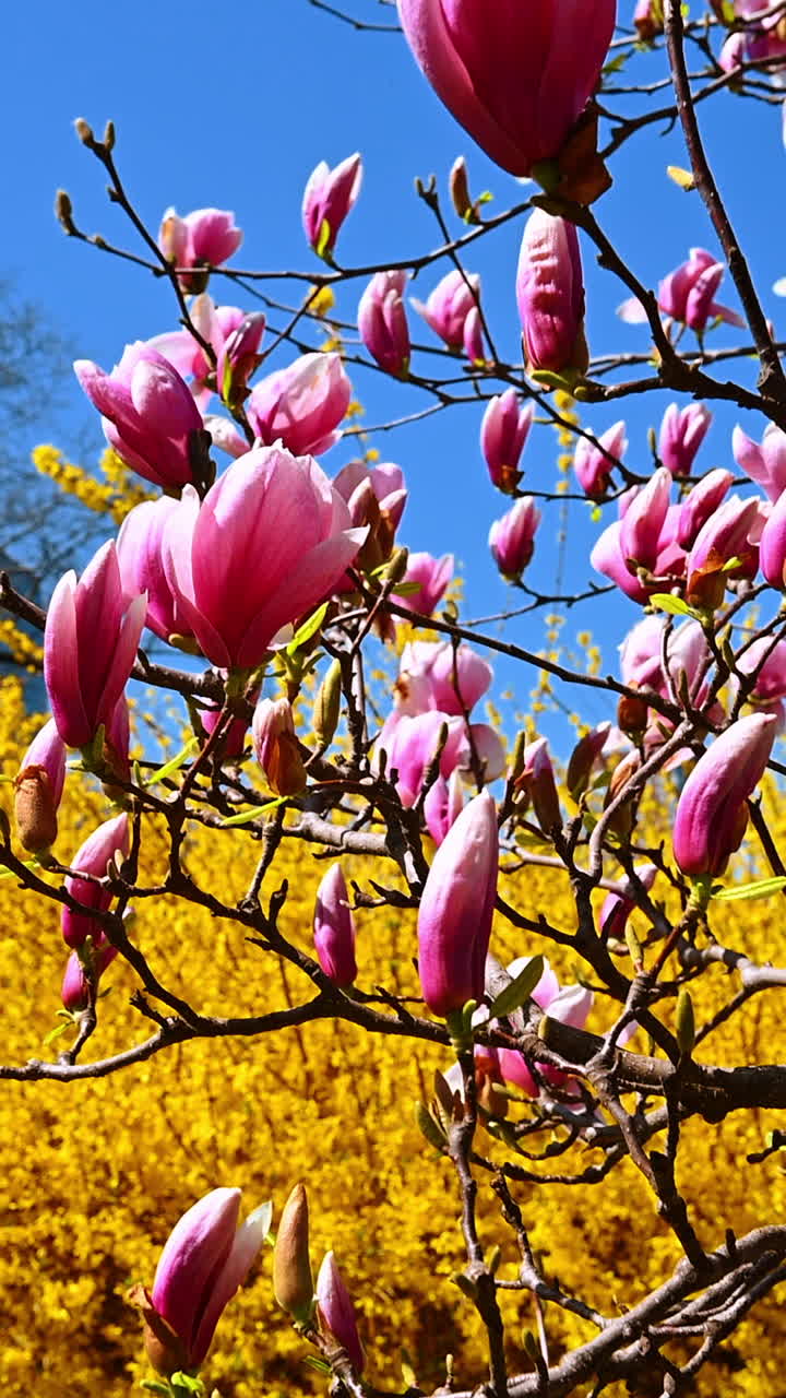 Magnolia flowers blooming in New York Central Park