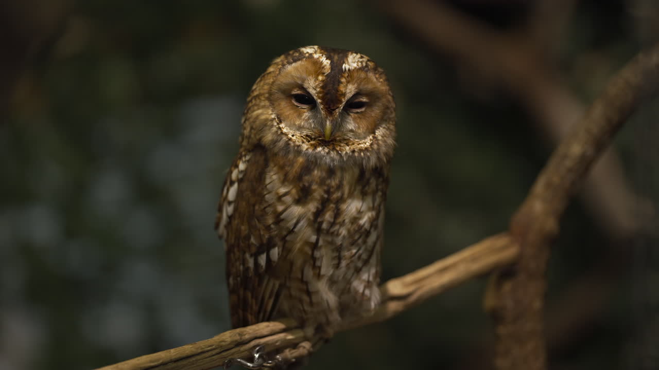 плененная неясыть сидит на ветке дерева с полуоткрытыми глазами