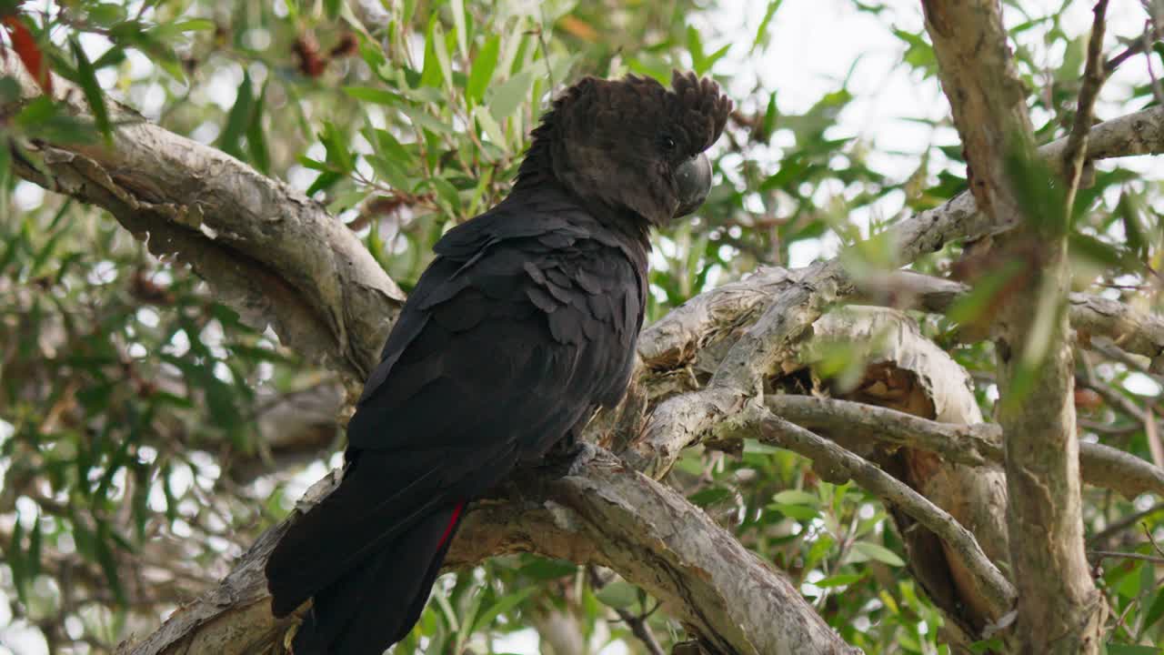 una cacahuete negra brillante encaramada en un árbol de goma se da la vuelta lentamente en cámara lenta