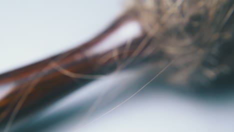 movimiento pasado pincel ovalado cubierto de pelo sobre fondo gris