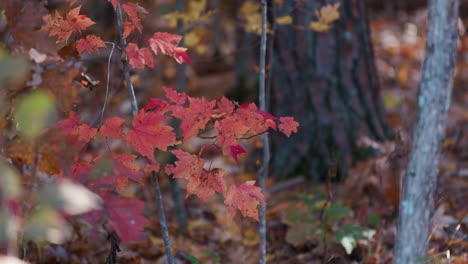 forrest with red leaves on small tree