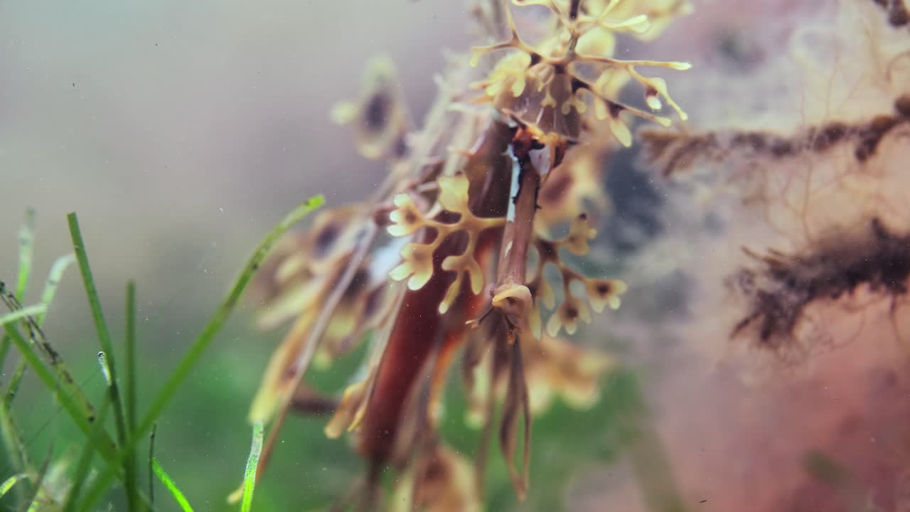 dragón de mar frondoso con huevos macro primeros planos 4k cámara lenta