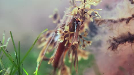 Dragón-De-Mar-Frondoso-Con-Huevos-Macro-Primeros-Planos-4k-Cámara-Lenta