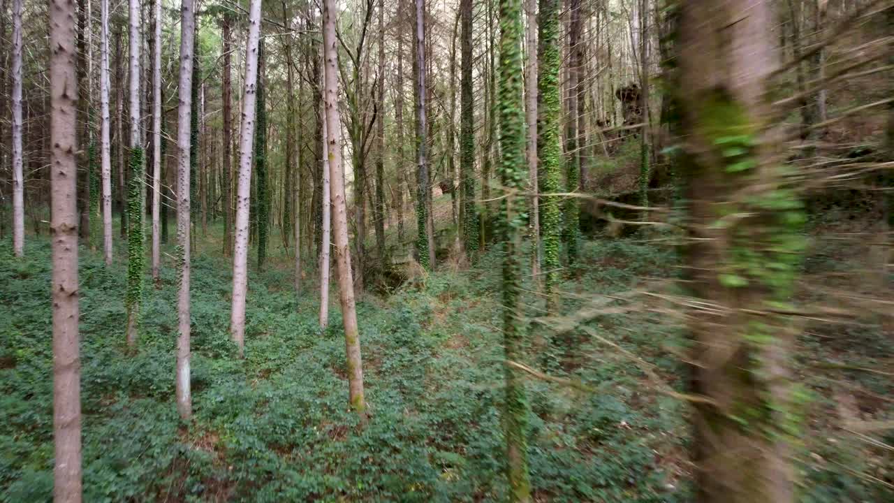 Aerial flythrough of bare mossy trees in lush green forest of Spain
