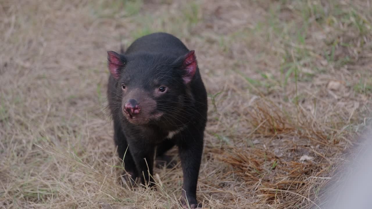 Riprese professionali in primo piano di diavoli della Tasmania nel loro habitat protetto, offrendo una visione intima dei loro comportamenti unici