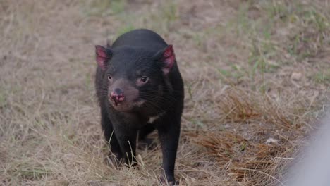 close-up, imágenes profesionales de diablos de tasmania en su hábitat de santuario, ofreciendo una vista íntima de sus comportamientos únicos