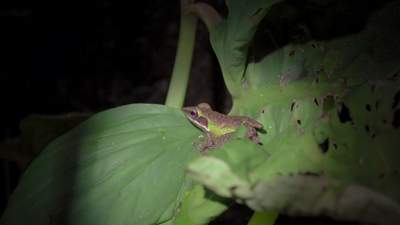 Malayan White-lipped Frog (Chalcorana labialis) on leaf. Night jungle safari in tropical rainforest of Malaysia National Park, Gunung Lambak.