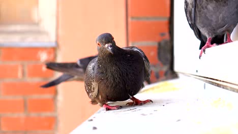 las palomas comen mijo en el alféizar de la ventana