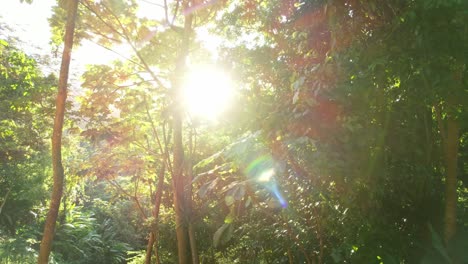 los rayos del sol brillan a través de la densa selva salvaje de guadalupe.