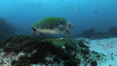 una tortuga verde en peligro de extinción muerde su propia aleta mientras un buzo observa desde la distancia