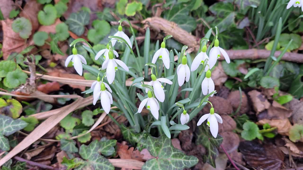 gotas de nieve, flores tempranas en primavera