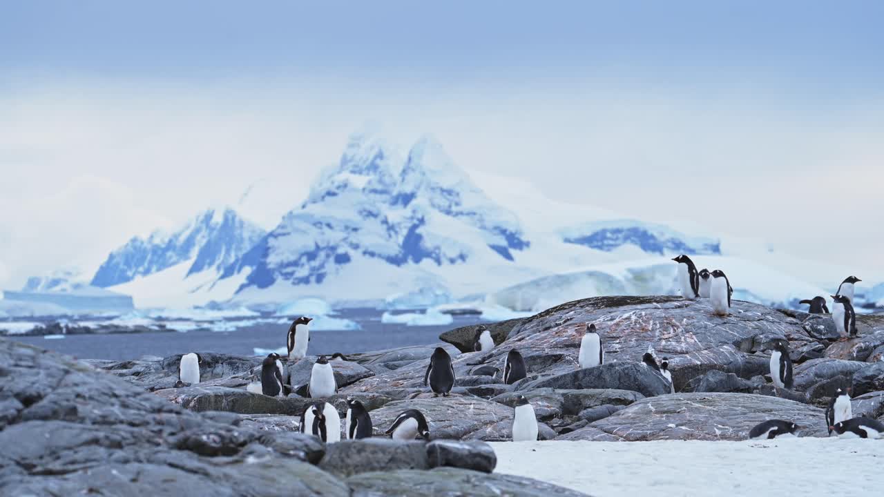 Pingvinkoloni på klipper med bjerge i Antarktis' vildmark. Gentoo-pingviner i et smukt dramatisk landskab med sneklædte bjergtoppe på Antarktiske Halvø.