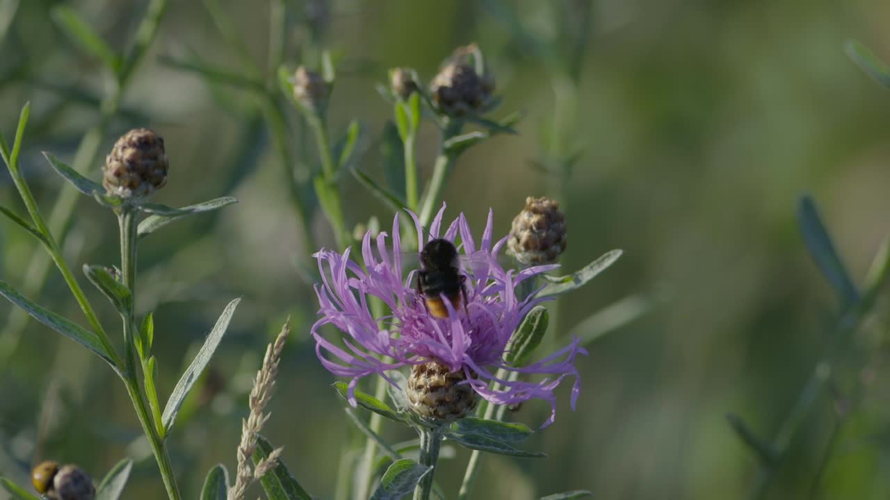 бабочки и шмель сидят на цветке в замедленной съемке и едят нектар