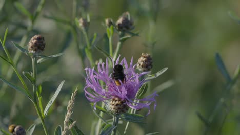 Mariposas-Y-Abejorros-Sentados-En-Flor-En-Cámara-Lenta-Comiendo-Néctar