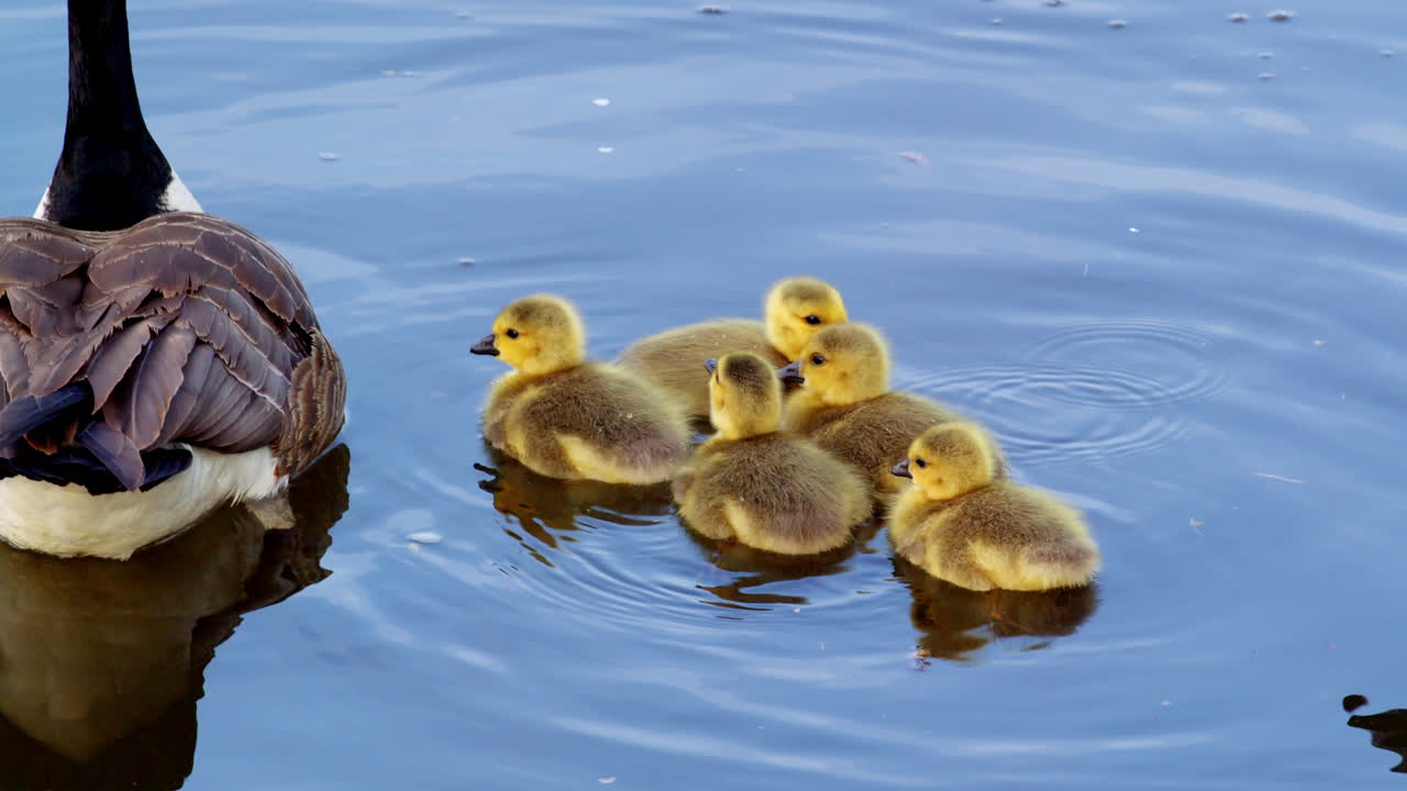 Slow-mo captures curious goslings at play while adults look on.